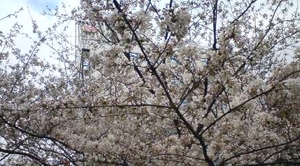 Sakura1